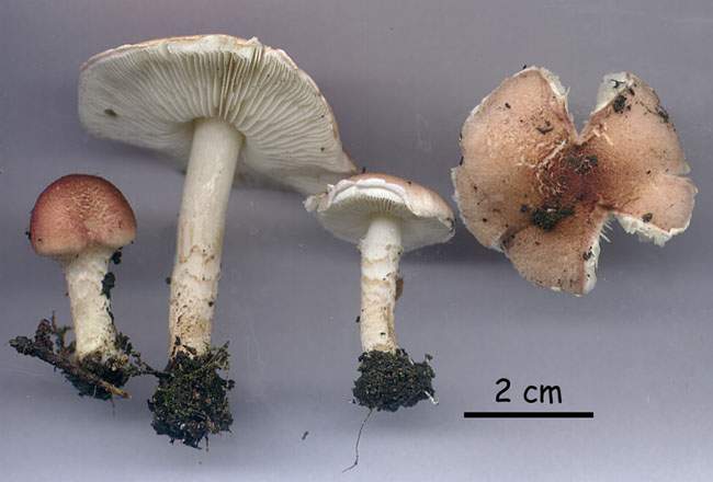 Lepiota josserandii